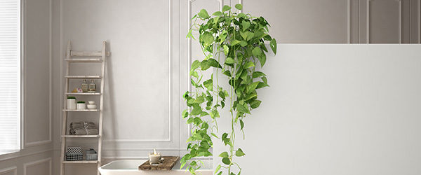 bathroom plants