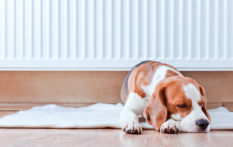 Living Room Radiator