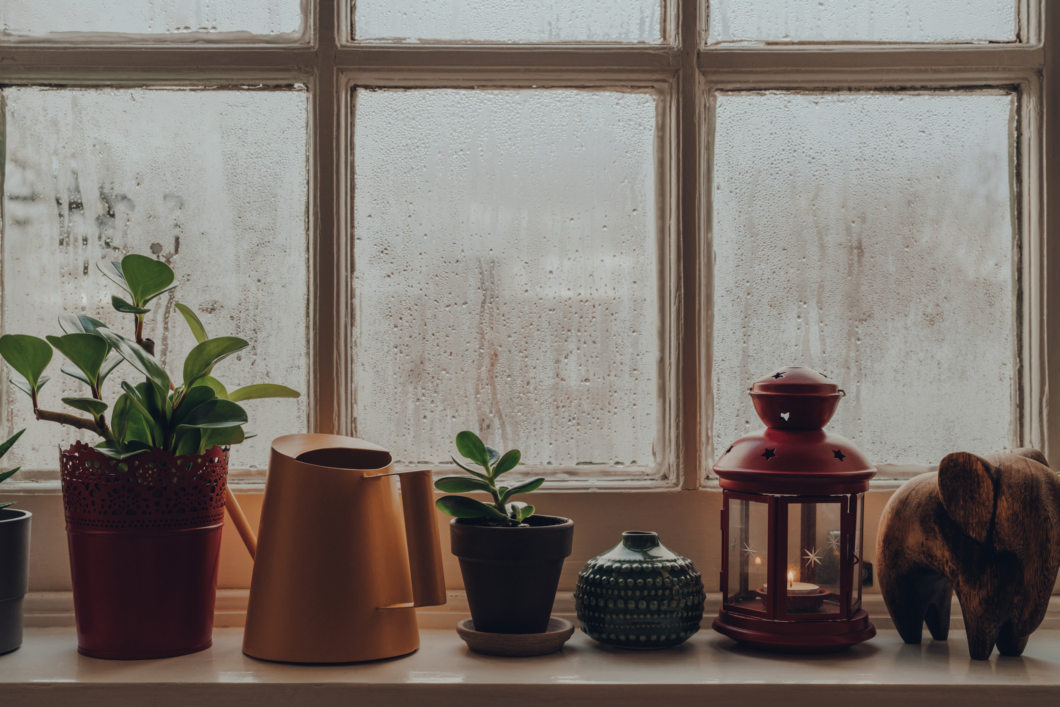 potted plants and condensation on windows