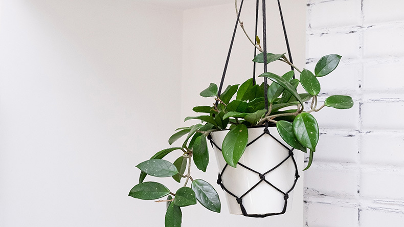 Kitchen Hanging Plant