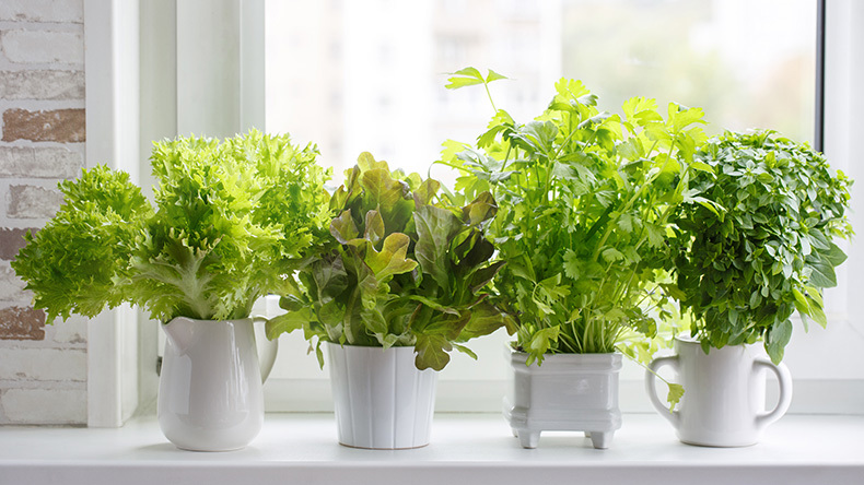 Growing Herbs at Home